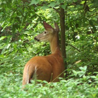 Deer at Ash Grove
